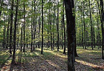 Przewaga chmur, bez większych opadów [POGODA]