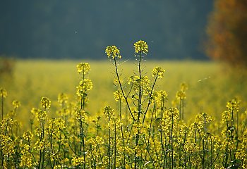 Ciepły dzień, chłodniejsze noce [POGODA]