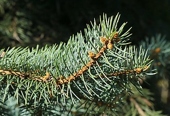 Suche i słoneczne dni, chłodne noce [POGODA]
