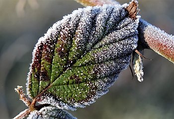 Znowu przymroziło [POGODA]