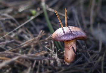 Pochmurno z przelotnym deszczem [POGODA]