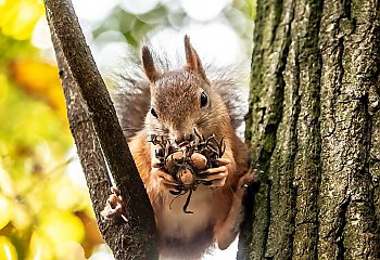 Przejaśnienia i rześkie powietrze [POGODA]