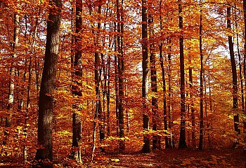 Pochmurno i chłodno, z przelotnym deszczem [POGODA]