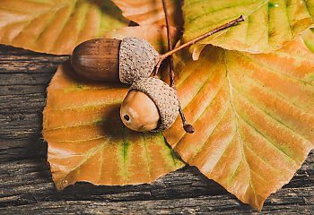 Wiatr i chmury — ochłodzenie i przelotne opady [POGODA]