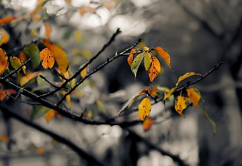 Przeważnie pochmurno, możliwy słaby deszcz popołudniu [POGODA]