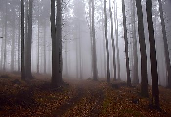 Chmurno i chłodno, możliwa słaba mżawka rano  [POGODA]