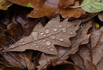 Pochmurno z przelotnym deszczem [POGODA]