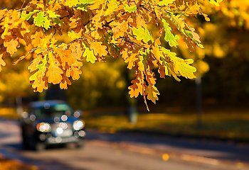 Pochmurno i chłodno z przejaśnieniami [POGODA]