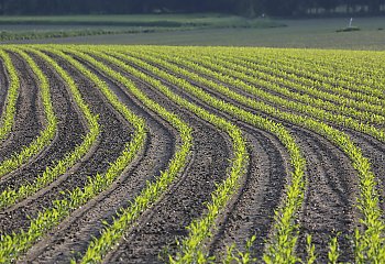 ​Wybrane elementy agrotechniki w uprawie kukurydzy