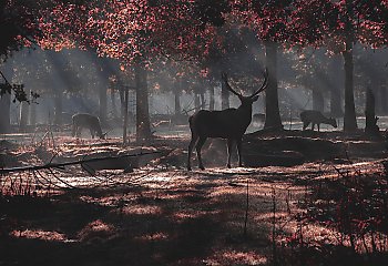 Chłodne i bardzo pochmurne 48 godzin nad Bydgoszczą [POGODA]