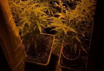 Zatrzymany 42-latek z Łęgnowa: hodował konopie, miał marihuanę!