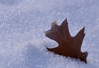 W Bydgoszczy powieje chłodem. Najbliższe dni upłyną w zimowej aurze, choć bez opadów śniegu. 