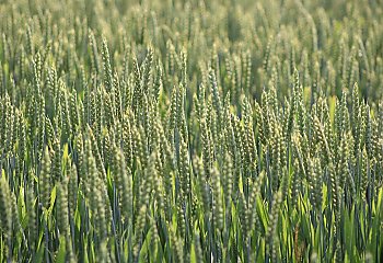 Jest zgoda państw UE na umowę z krajami Mercosur. Decyzję podjęto pomimo protestu rolników