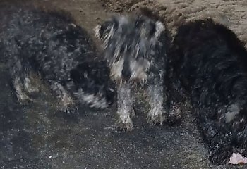 Trwa akcja łapania psów w Dobrczu. Ktoś porzucił je przy drodze!