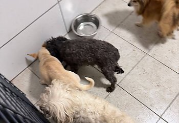 Udało się złapać wszystkie psy, wyrzucone przy drodze w Borównie! Policja wciąż poszukuje właściciela