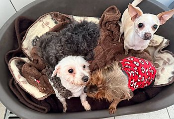 Legowiska, podkłady i karma. Jest apel o pomoc  dla psów, wyrzuconych przy drodze w Borównie. 