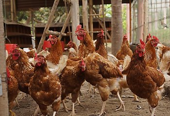 Ognisko wysoce zjadliwej grypy ptaków  na terenie gminy Koronowo! Powiatowy Lekarz Weterynarii wydał rozporządzenie