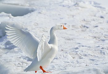 Śnieg nadchodzi... [POGODA 7.15]