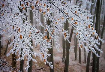Mroźne noce i całkowite zachmurzenie nad Bydgoszczą [POGODA]