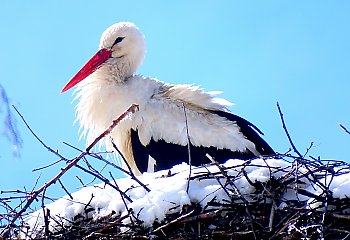 Marzec figlarzec, a kwiecień plecień [POGODA 6.45]