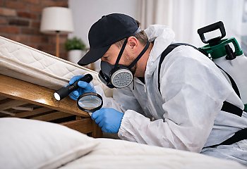 Dezynsekcja w Bydgoszczy – dlaczego problem pluskiew w mieście tak często wraca?