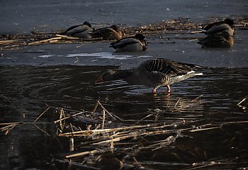 Pochmurno z przelotnym deszczem [POGODA]