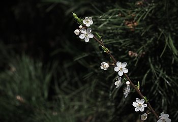 Silny wiatr i chłodna aura w Bydgoszczy [POGODA]