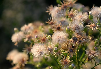 Bez opadów, chłodne noce w Bydgoszczy [POGODA]