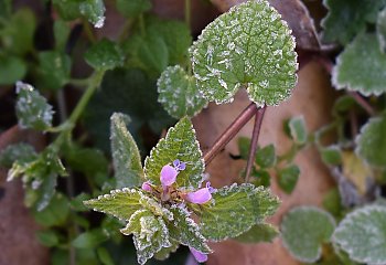 Nocne przymrozki i przejaśnienia [POGODA]
