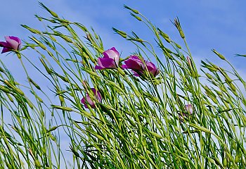 Wiatr i  zmienna pogoda [POGODA]
