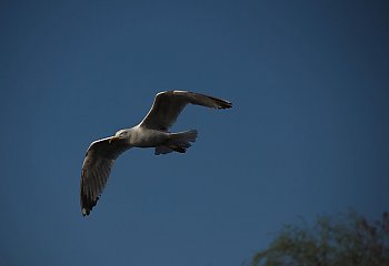Wiatr i zmienne zachmurzenie, bez opadów [POGODA]