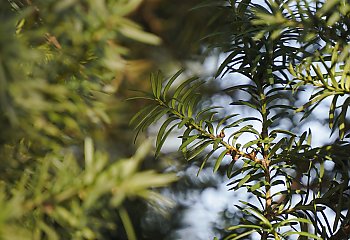 Wiatr i przejaśnienia w Bydgoszczy [POGODA]