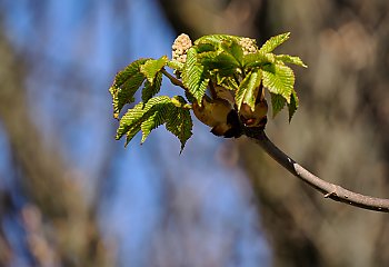 Chłodniejsze noce, słoneczne dni [POGODA]