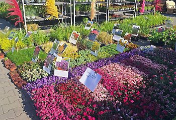 Zielona Majówka w Bydgoszczy! Odbędzie się Wiosenny Kiermasz Ogrodniczy