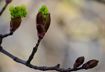 Chłodno i sucho, miejscami porywisty wiatr [POGODA]