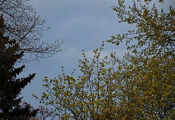Przeważnie pochmurno, możliwy słaby deszcz nocą [POGODA]
