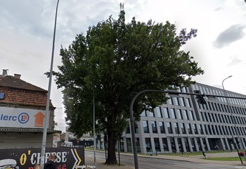 Spór o bydgoski dąb: Czy zieleń przegra z rowerami?