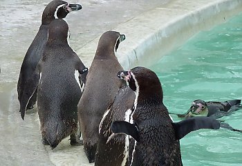 Pingwiny w Myślęcinku. Nowa atrakcja bydgoskiego zoo