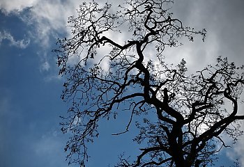 Więcej wilgoci i lekkie ochłodzenie w Bydgoszczy [PROGNOZA POGODY]