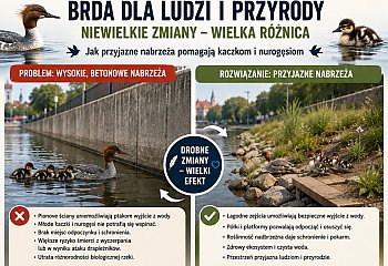Kaczki piszą do prezydenta Bydgoszczy i apelują o łagodniejsze brzegi Brdy. Nietypowy list trafił do Ratusza