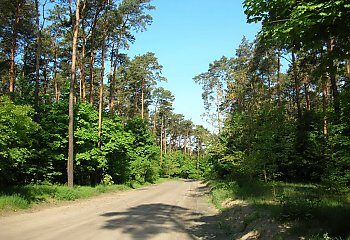 Las przy Wiśniowej znów pod lupą. Mieszkańcy Miedzynia obawiają się zabudowy