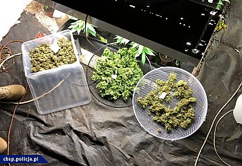 Cztery kilogramy marihuany i plantacja konopi w rękach policji  [ZDJĘCIA]