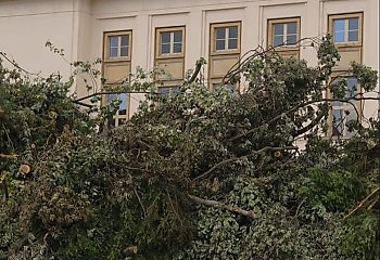 Filharmonia Pomorska bez drzew w pobliżu? Ekolodzy alarmują o wycince