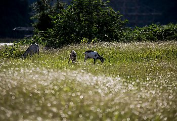 Słonecznie i umiarkowanie ciepło w Bydgoszczy [POGODA]