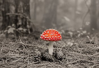 [KSIĄŻKA TYGODNIKA] Epoka, która czci naukę, gubi rozum? Pięć „toksyn” opisanych przez Tomasza Rowińskiego