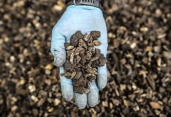 Las miał ukryć zbrodnię. Archeolodzy odnaleźli setki kilogramów spalonych szczątków