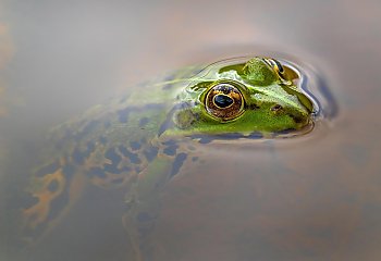 [OKIEM TYGODNIKA] Żabie udka sous vide, czyli menu rządowych pomysłów