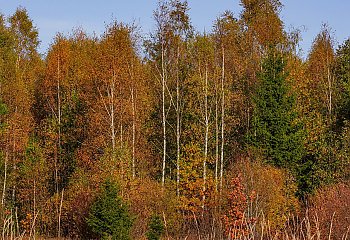 Chłodny weekend pod wpływem wyżu [POGODA]