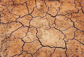 Do końca tygodnia rolnicy mogą zgłaszać straty spowodowane suszą