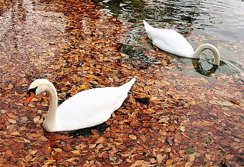 Jesień szara i ponura [POGODA]